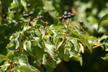 Cornejo (Cornus sanguinea)