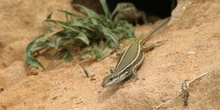 Lagartija ibérica ? Hembra (Podarcis hispanica)