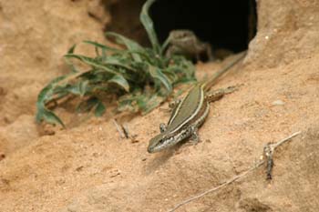 Lagartija ibérica ? Hembra (Podarcis hispanica)