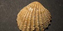 Megacardita senilis (Bivalvo) Plioceno