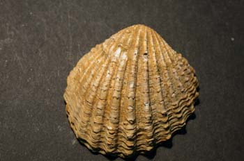 Megacardita senilis (Bivalvo) Plioceno