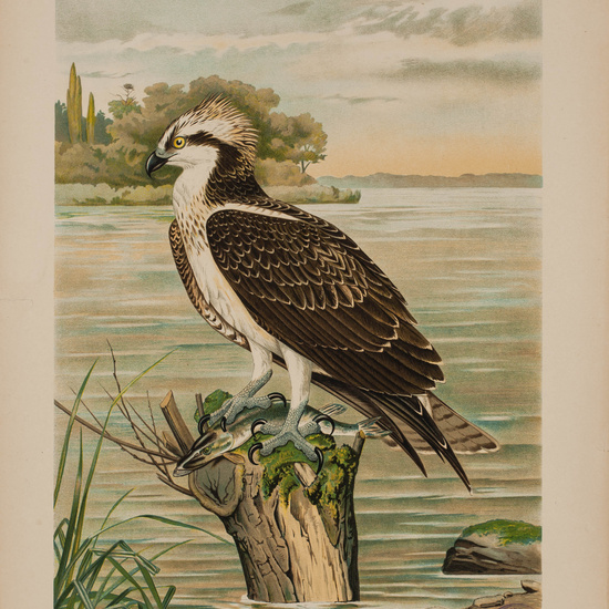 IES_CARDENALCISNEROS_AVES_LAMINAS_176