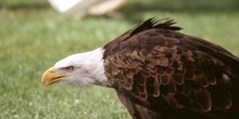 águila calva (Haliaeetus leucocephalus)