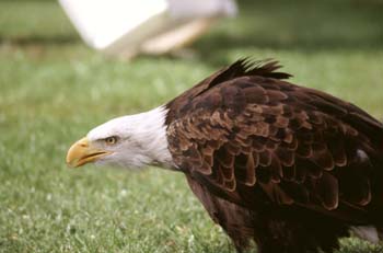 águila calva (Haliaeetus leucocephalus)