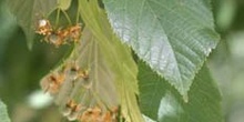 Tilo común - Flores (Tilia platyphyllos)