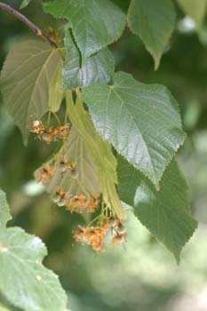 Tilo común - Flores (Tilia platyphyllos)