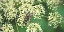 Tábano (Tabanus bovinus)