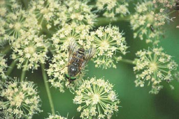 Tábano (Tabanus bovinus)