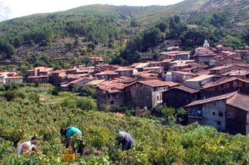 La vendimia en Robledillo de Gata, Cáceres