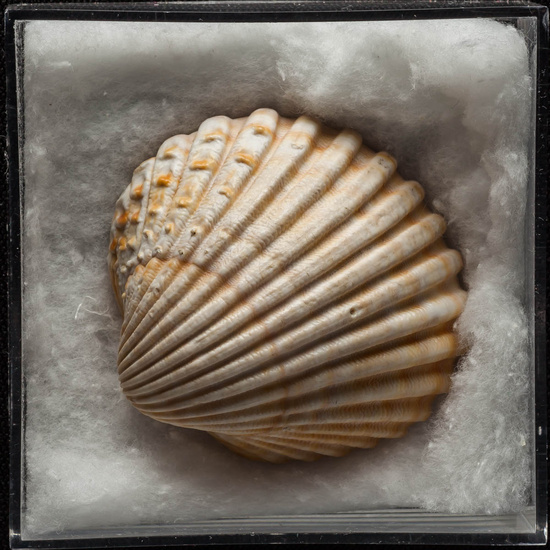 IES_ISABELLACATOLICA_BIOLOGIA_396