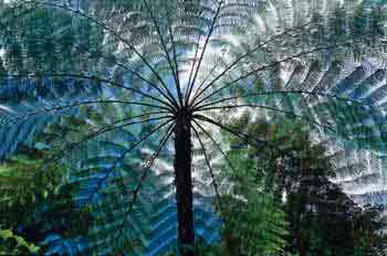 Copa de un helecho arbóreo