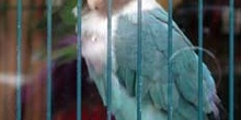 Cacatua