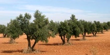 Olivo - Olivar (Olea europaea)