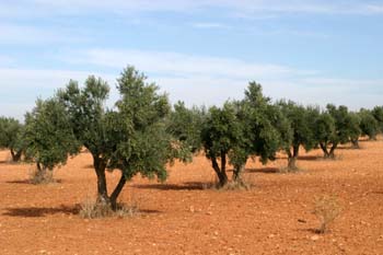Olivo - Olivar (Olea europaea)