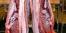 Sección del cerdo