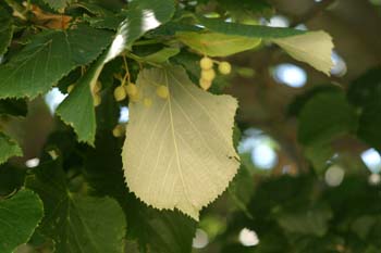 Tilo plateado (Tilia tomentosa)