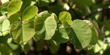 árbol del amor - Hoja (Cercis siliquastrum)