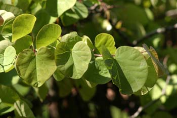 árbol del amor - Hoja (Cercis siliquastrum)