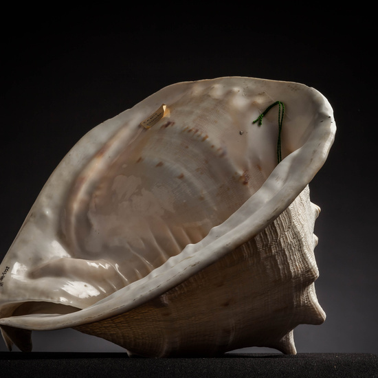 IES_CARDENALCISNEROS_CONCHAS_024