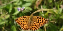 Nacarada (Argynnis paphia)