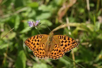 Nacarada (Argynnis paphia)