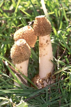 Seta Falo (Phallus impudicus)