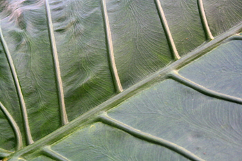 Detalle nevadura de una hoja, Jardín botánico, Java, Indonesia