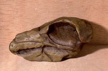 Odontopteryx (Aves) Eoceno