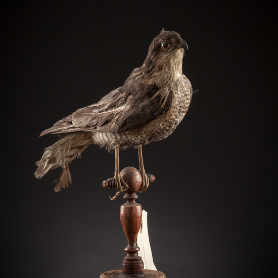 IES_SANISIDRO_BIOLOGIA_114