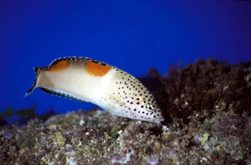 Coris (Coris gaimard)