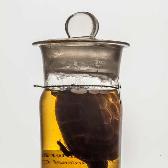 IES_CARDENALCISNEROS_CIENCIASNATURALES_245