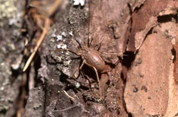 Opilión (Paranemastoma sp.)