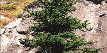 Abeto pinsapo - Porte (Abies pinsapo)