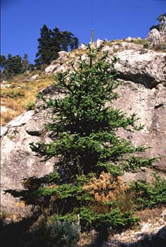 Abeto pinsapo - Porte (Abies pinsapo)