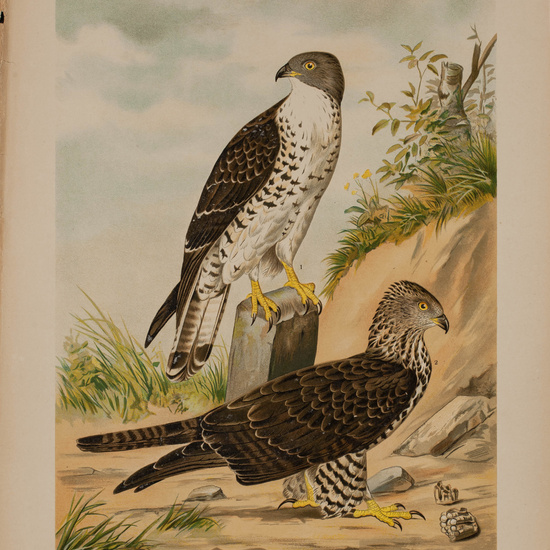 IES_CARDENALCISNEROS_AVES_LAMINAS_174