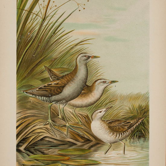 IES_CARDENALCISNEROS_AVES_LAMINAS_013