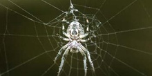 Araña de jardín o de cruz (Araneus diadematus)