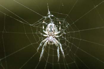 Araña de jardín o de cruz (Araneus diadematus)