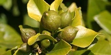 Limonero - Fruto (Citrus limon)