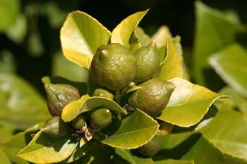 Limonero - Fruto (Citrus limon)
