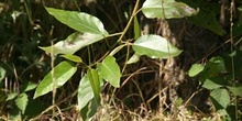 Chopo de Elche (Populus euphratica)