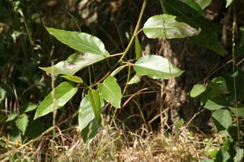 Chopo de Elche (Populus euphratica)