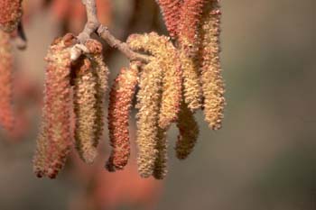 álamo blanco - Flor masc. (Populus alba)