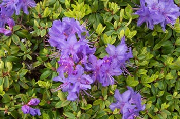 Jardines del Hotel The Empress, Victoria