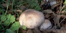 Agaricus sp.