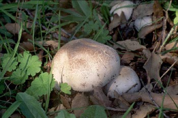 Agaricus sp.