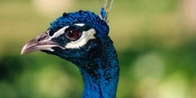 Pavo real (Pavo cristatus)