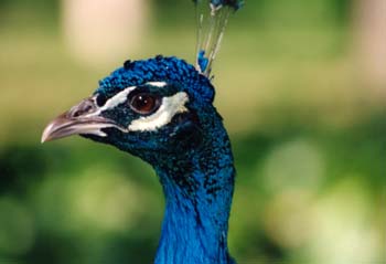 Pavo real (Pavo cristatus)