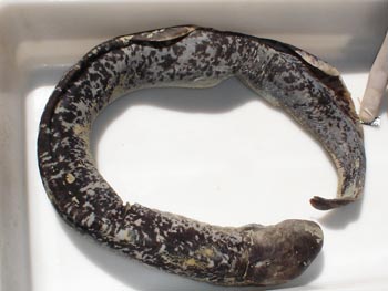 Lamprea marina (Petromyzon marinus)