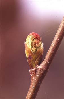 Plátano - Yema (Platanus orientalis)